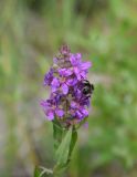 Lythrum salicaria. Соцветие с кормящимся шмелём. Челябинская обл., оз. Аракуль, западный берег, край смешанного леса. 2 июля 2023 г.