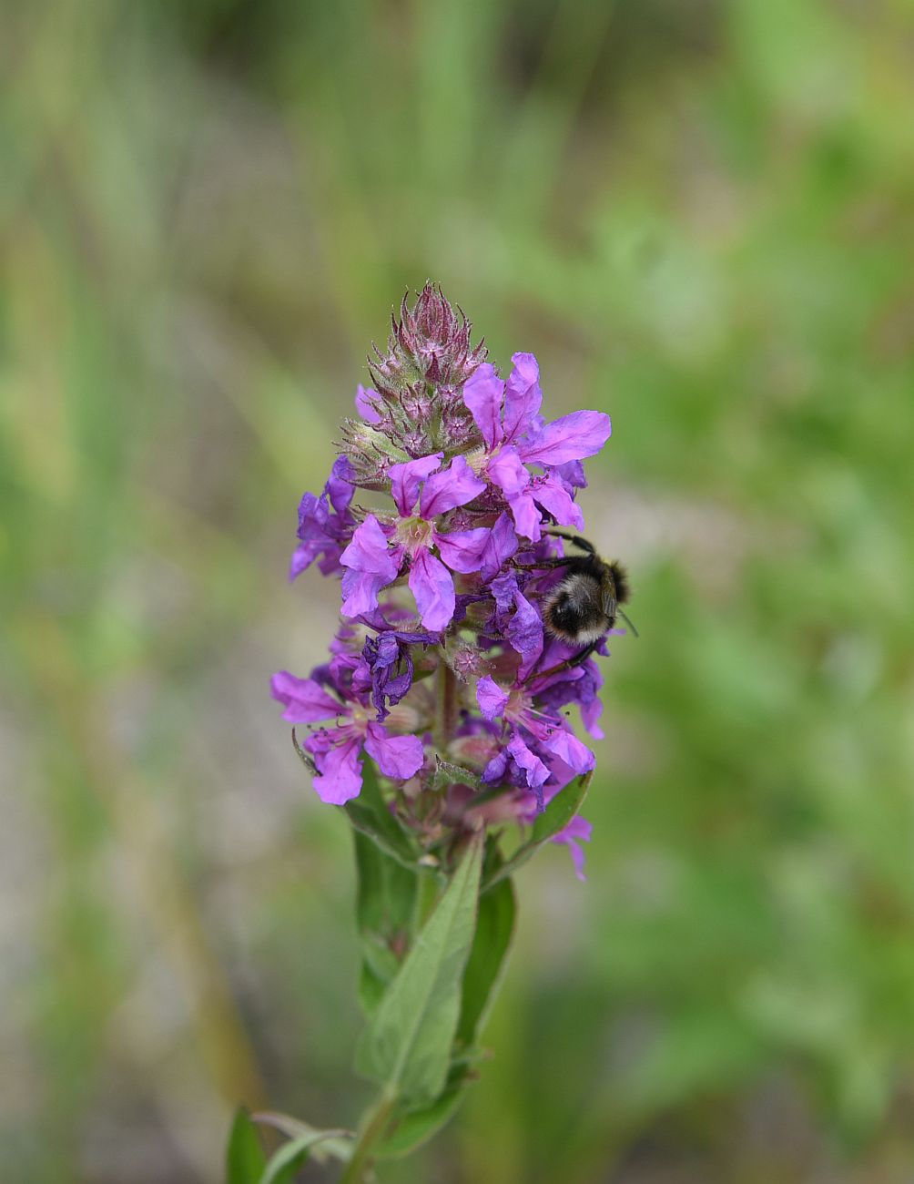 Изображение особи Lythrum salicaria.