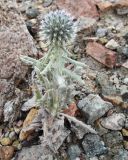 Echinops nanus