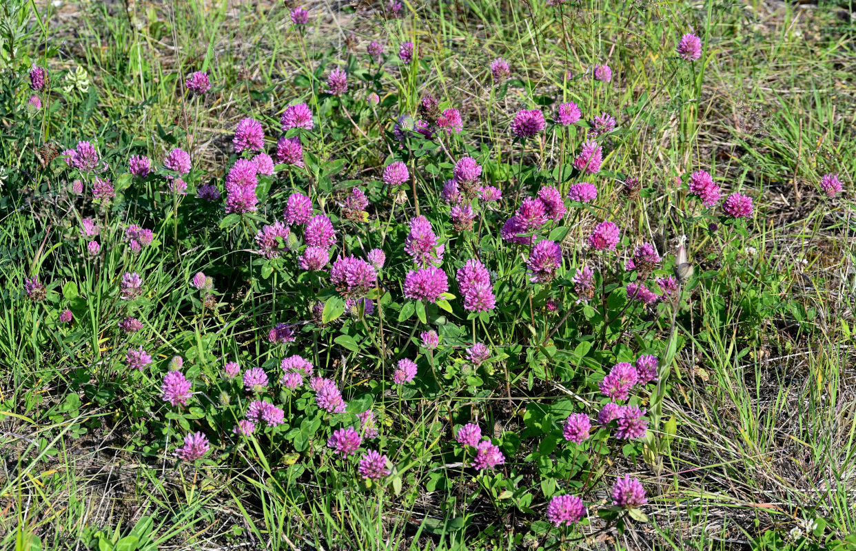 Изображение особи Trifolium pratense.