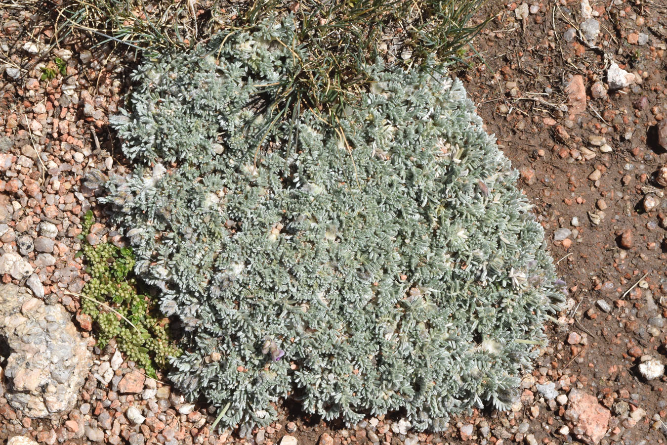 Изображение особи Oxytropis leucocyanea.