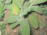 Stachys cretica