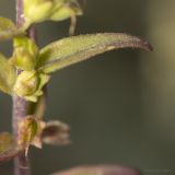 Orthanthella lutea