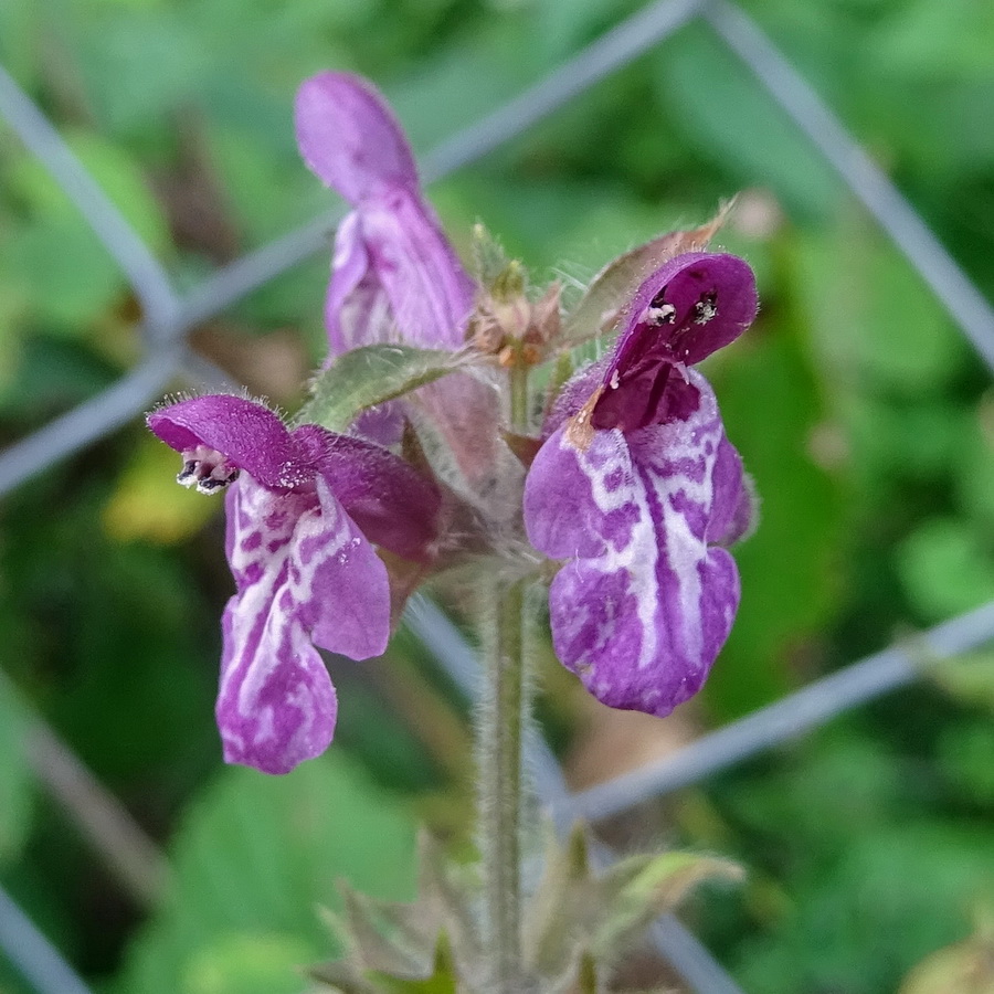 Изображение особи Stachys sylvatica.