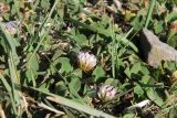 Trifolium fragiferum