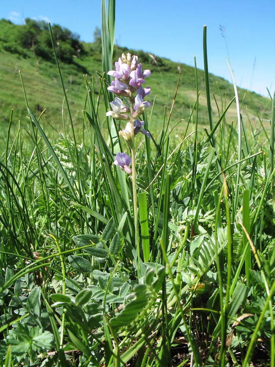 Image of genus Oxytropis specimen.