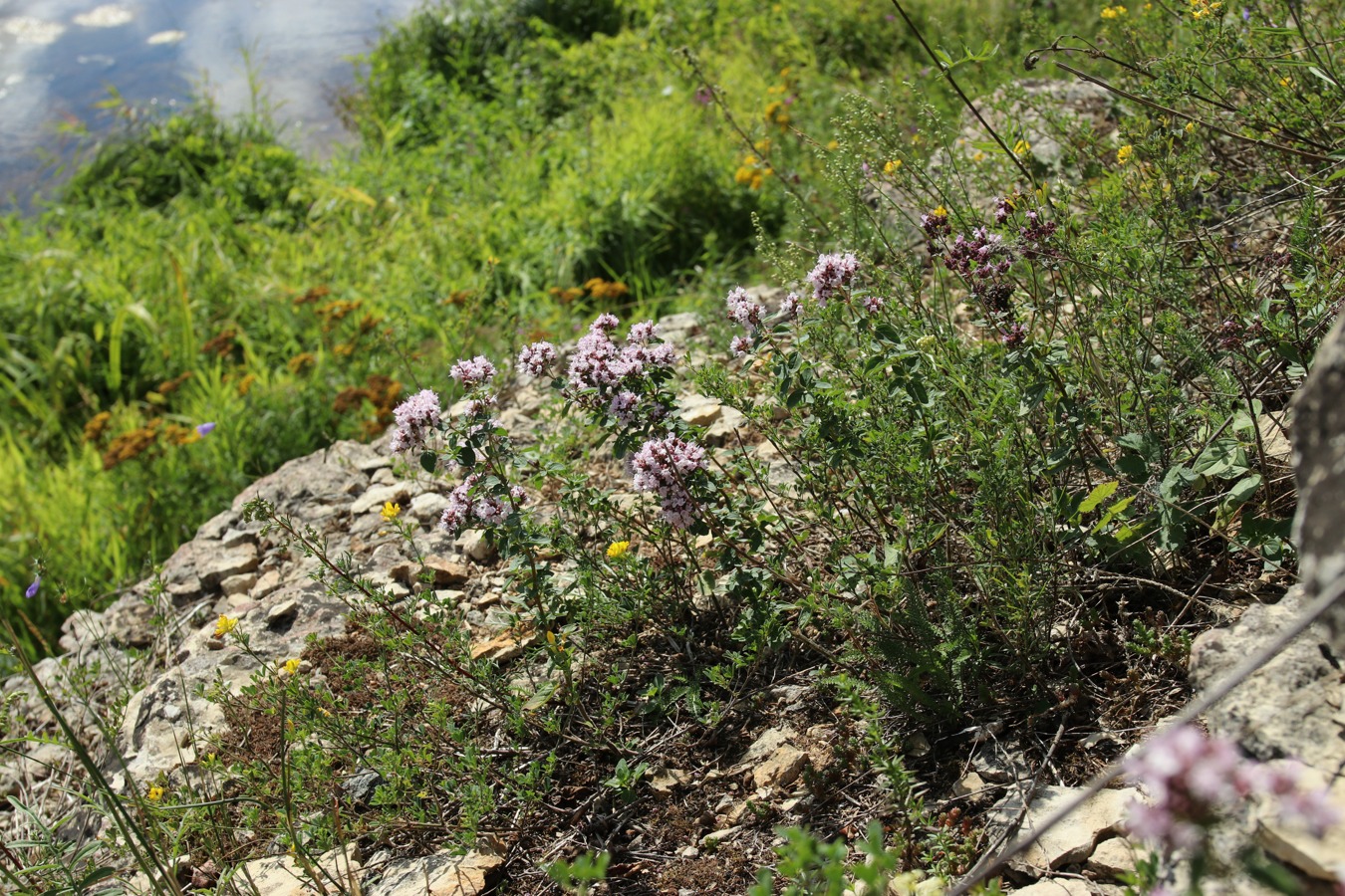 Изображение особи Origanum vulgare.