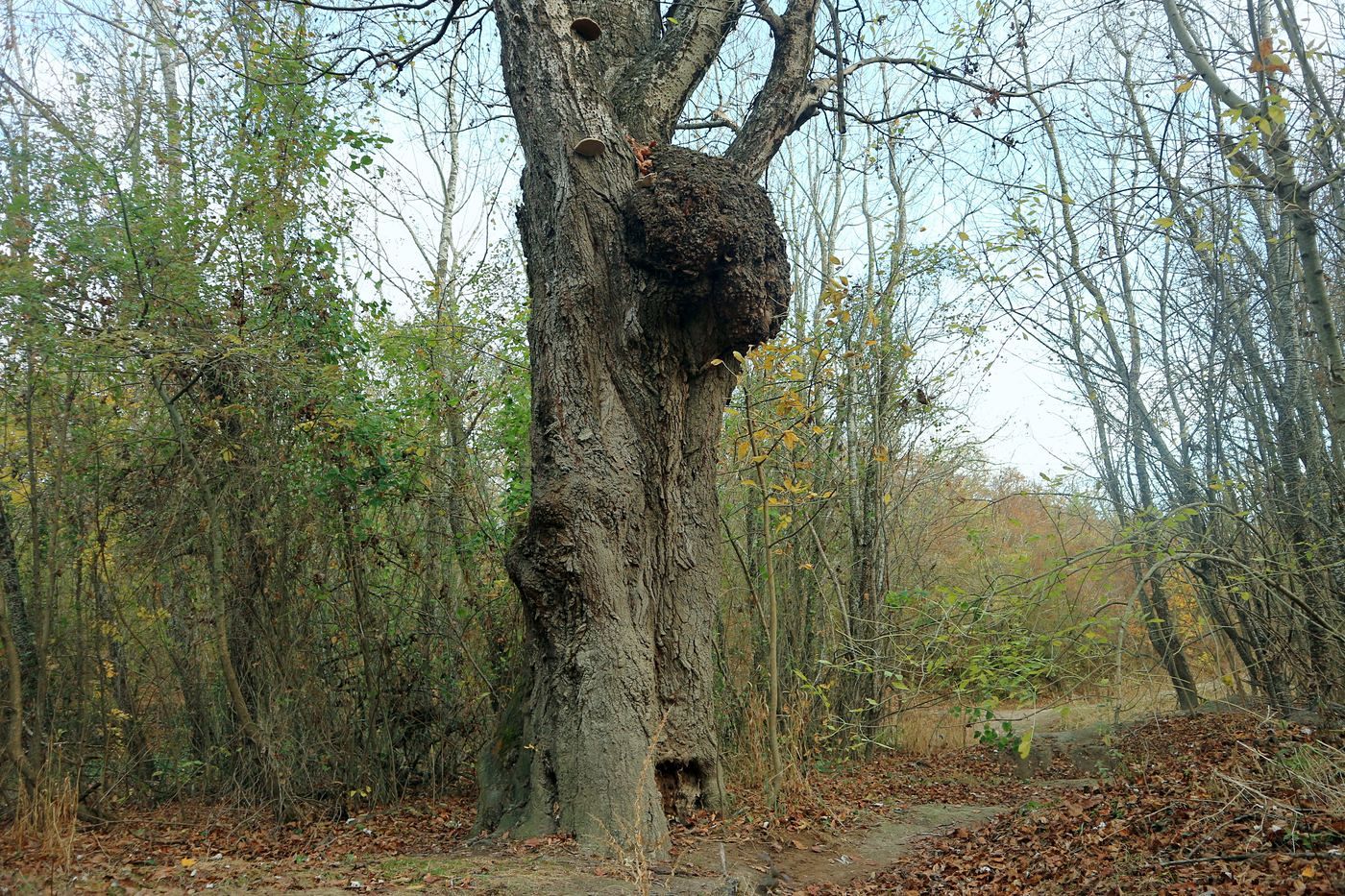 Изображение особи Populus alba.