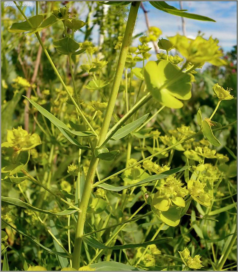 Image of Euphorbia virgata specimen.