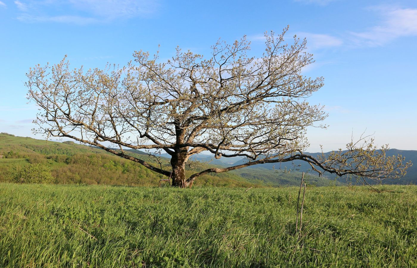 Изображение особи род Quercus.