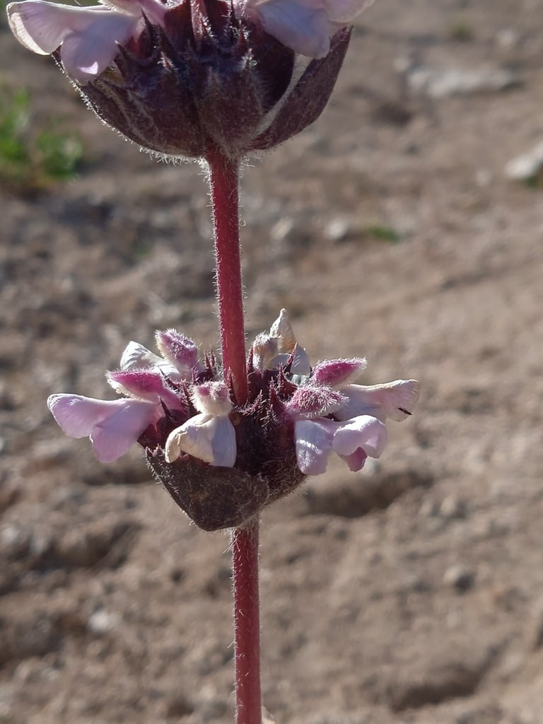 Image of Phlomoides angreni specimen.