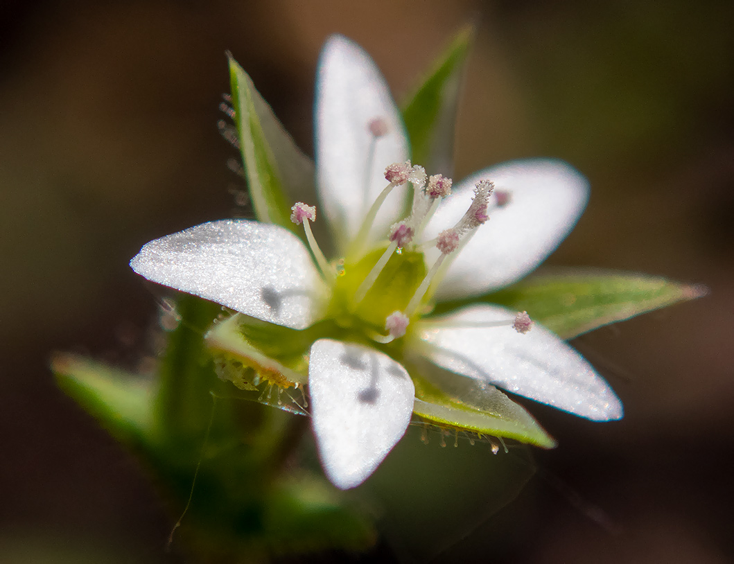 Image of Arenaria serpyllifolia specimen.