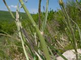 Scorzonera stricta. Части побегов. Краснодарский край, м/о г. Новороссийск, гора Рябкова, ≈ 500 м н.у.м., скальное обнажение. 06.05.2017.