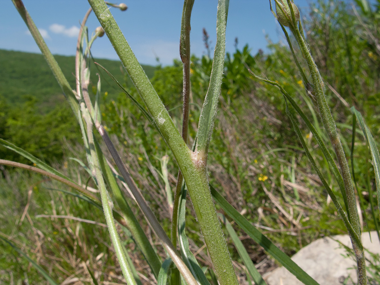 Изображение особи Scorzonera stricta.