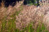 Calamagrostis epigeios