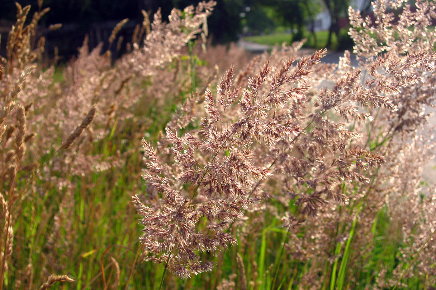 Изображение особи Calamagrostis epigeios.