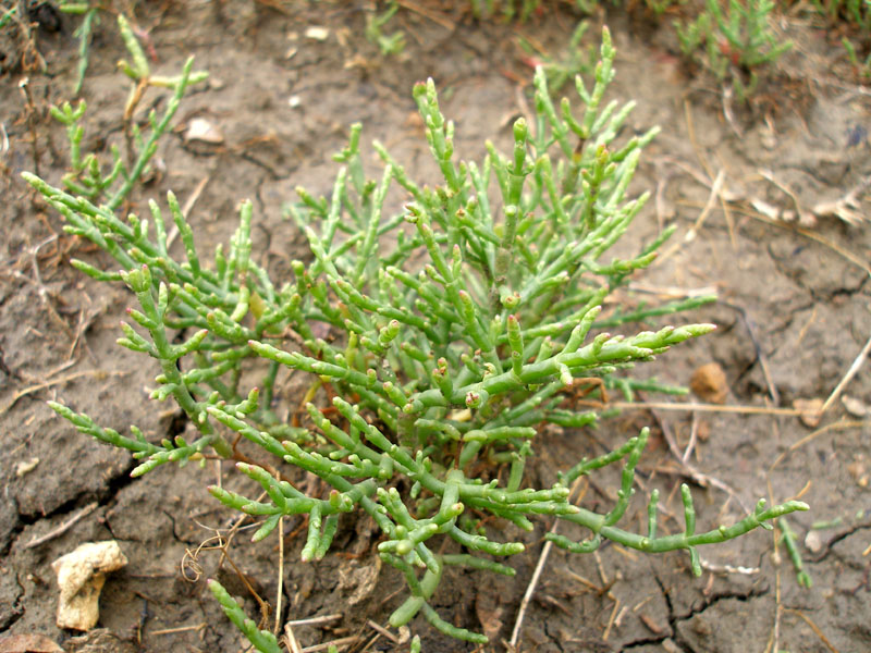 Image of Salicornia perennans specimen.