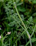 Astrodaucus orientalis