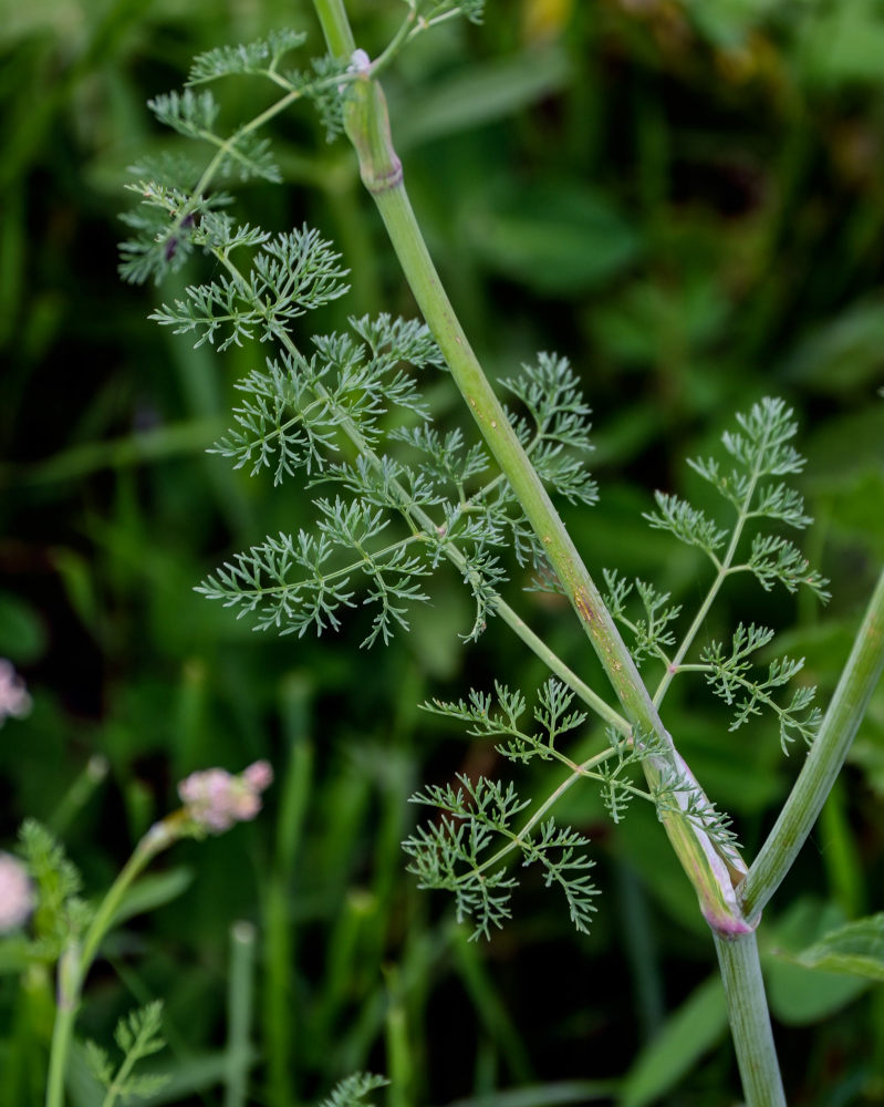 Изображение особи Astrodaucus orientalis.