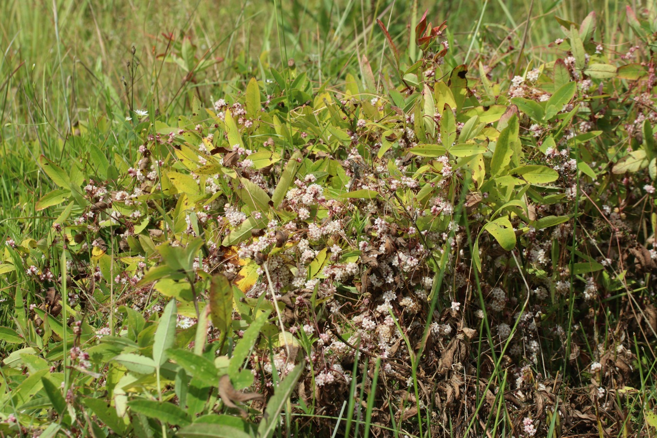 Изображение особи Cuscuta epithymum.