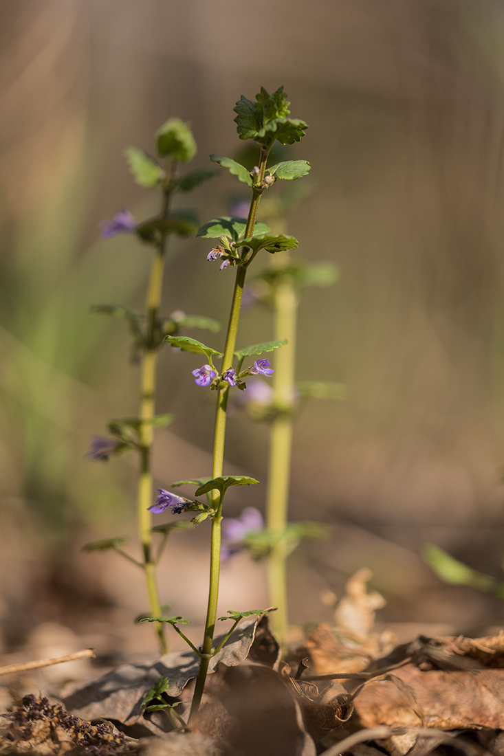 Image of Glechoma hederacea specimen.