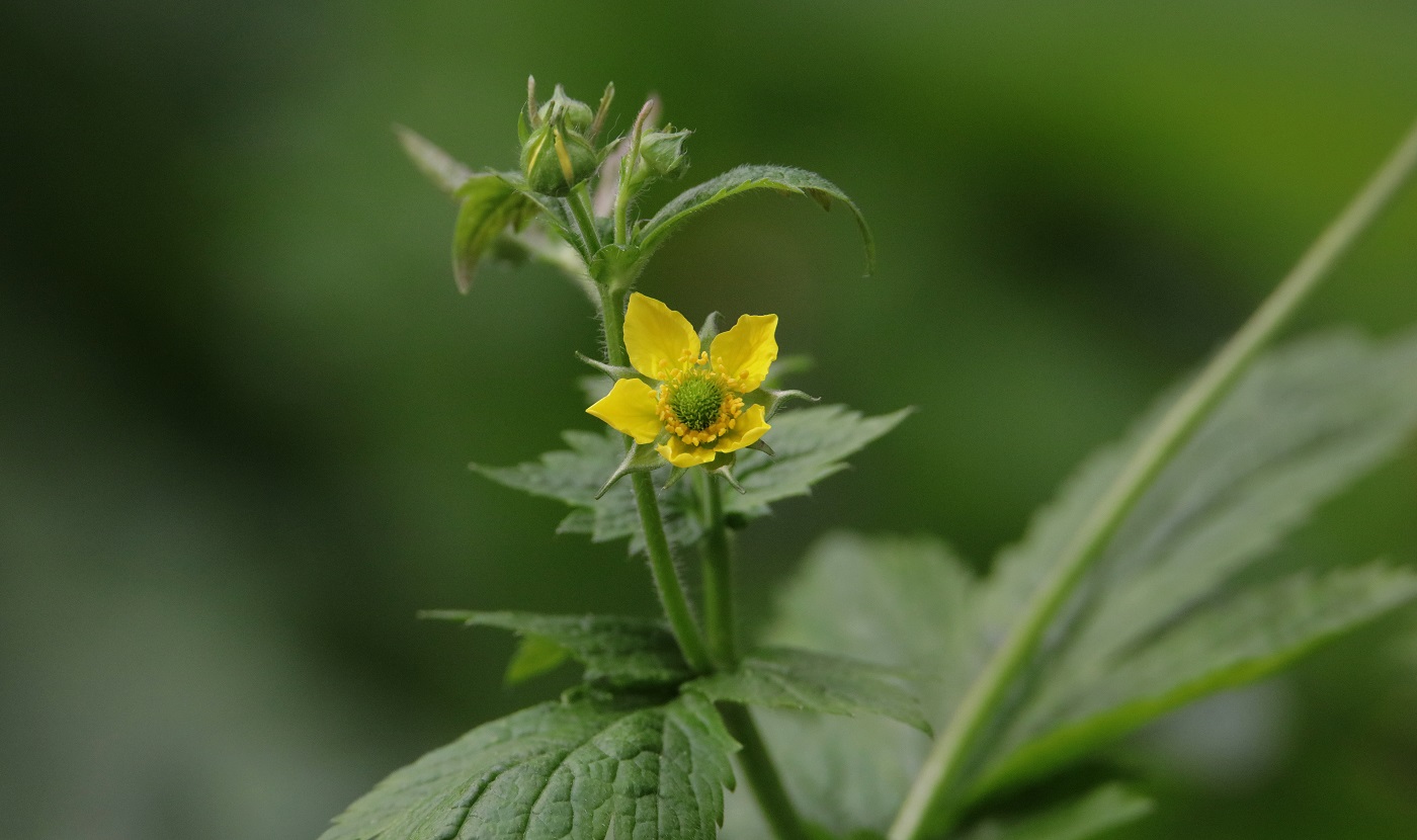 Изображение особи Geum urbanum.