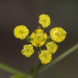 Bupleurum exaltatum