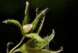 Brachybotrys paridiformis. Часть соплодия. Приморье, Хасанский р-н, окр. с. Кравцовка, широколиственный лес. 20.06.2024.