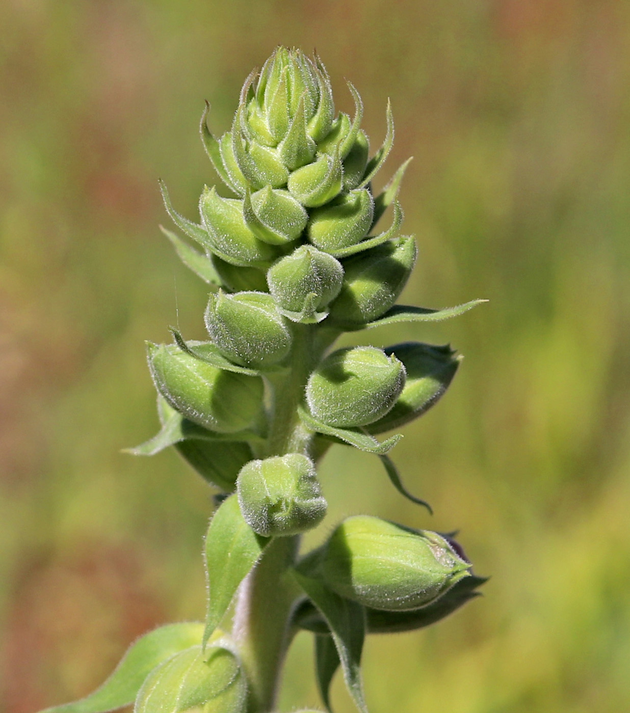 Image of Digitalis purpurea specimen.