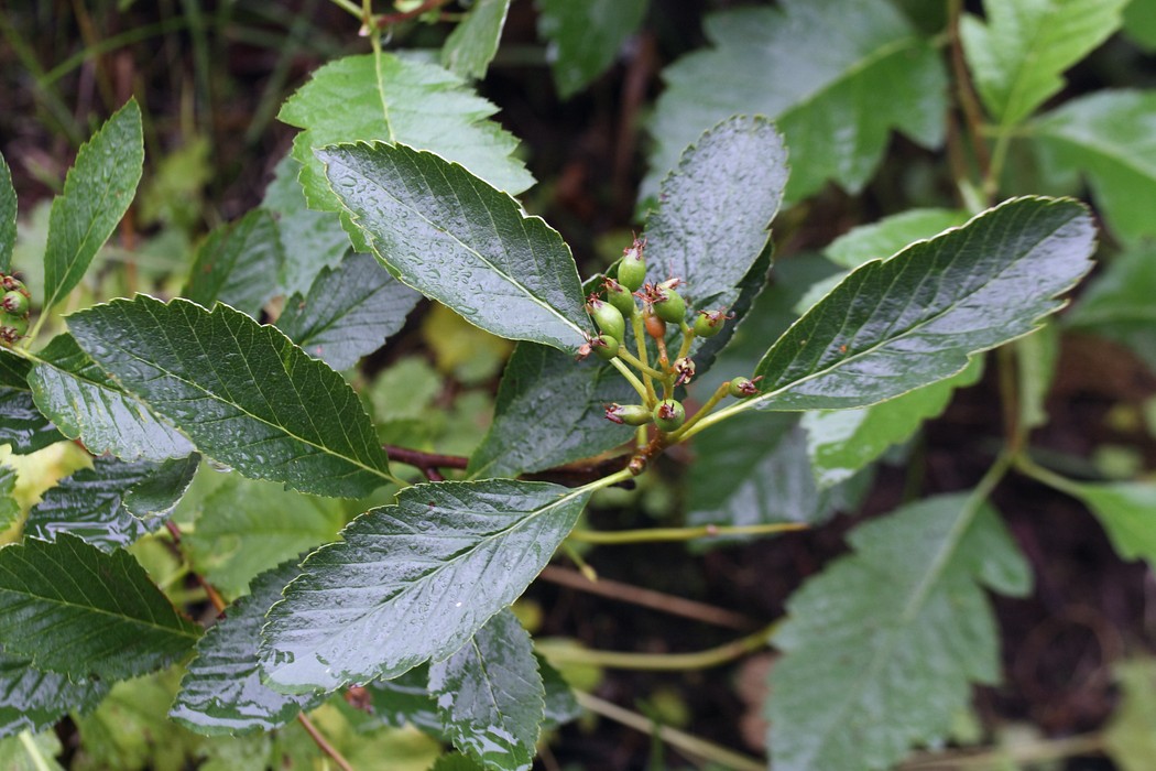 Image of Sorbus mougeotii specimen.