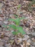 Epipactis helleborine