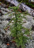 Larix sibirica