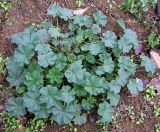 Malva pusilla