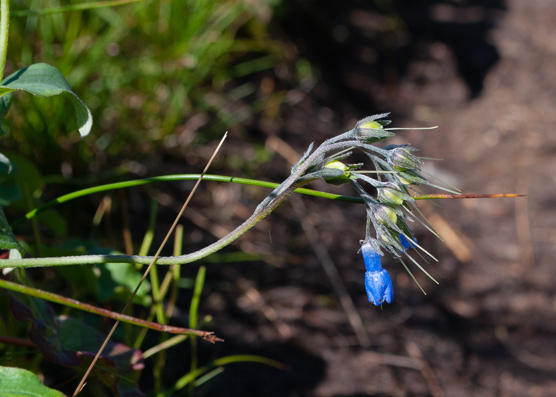 Изображение особи Mertensia pubescens.