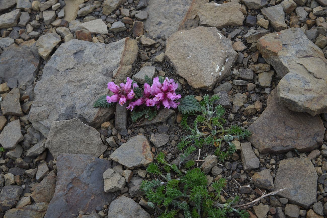 Изображение особи Scrophularia minima.