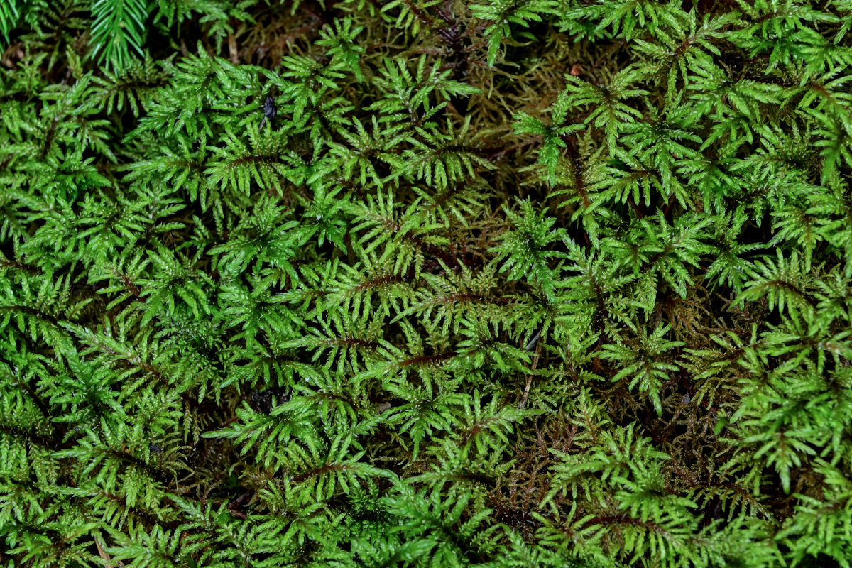 Image of Hylocomium splendens specimen.