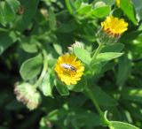 Calendula arvensis. Соцветие с кормящейся дикой пчёлкой. Крым, Симферополь, ботсад университета, сорное на клумбе. 2 ноября 2010 г.