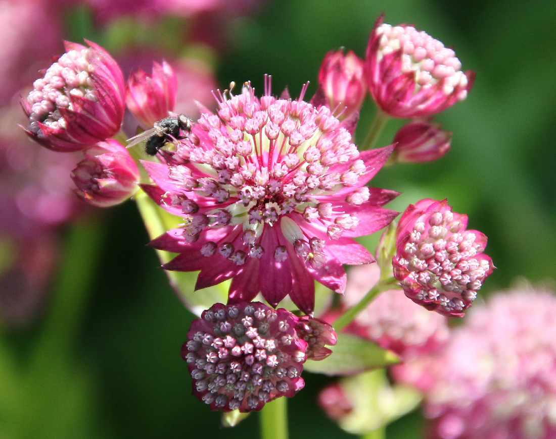 Изображение особи Astrantia major.