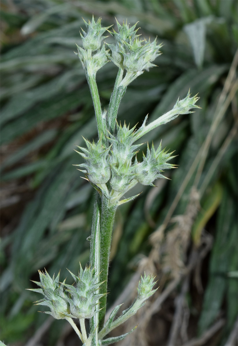 Image of Cousinia pseudomollis specimen.