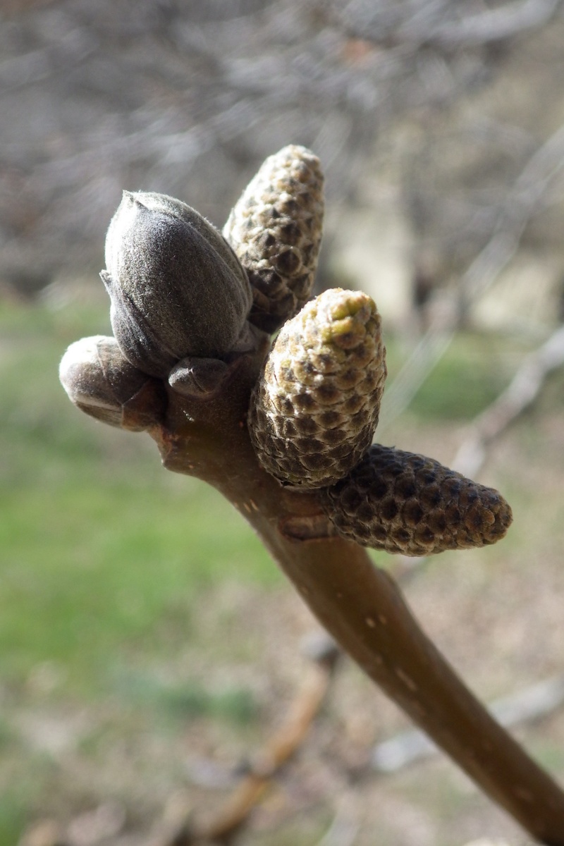 Изображение особи Juglans regia.