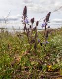 Veronica teucrium