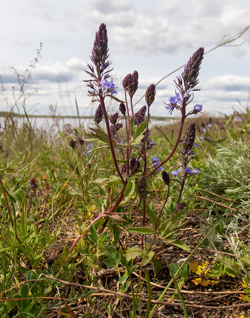 Изображение особи Veronica teucrium.