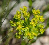 genus Euphorbia