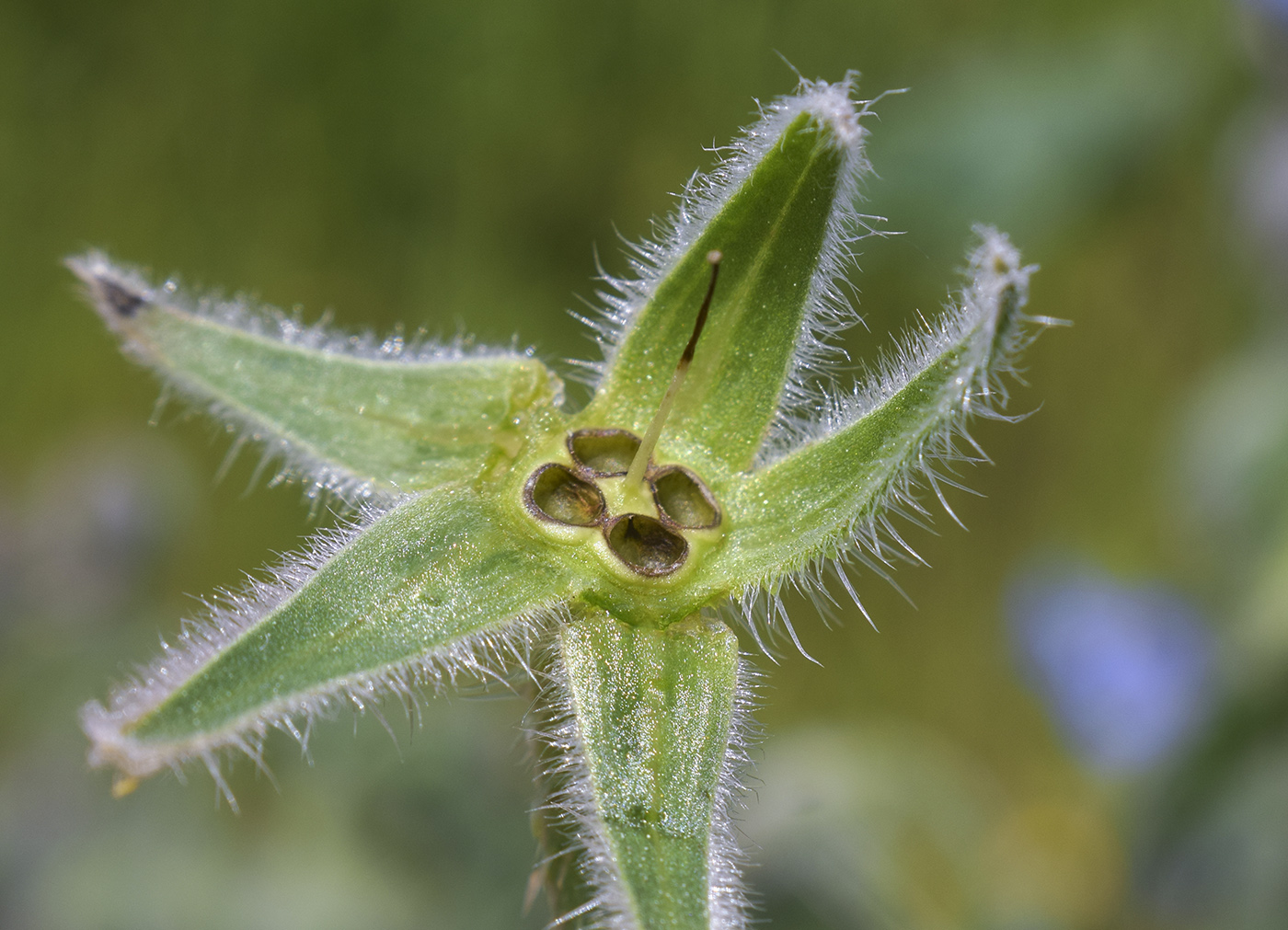 Изображение особи Borago officinalis.