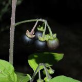 Solanum nigrum