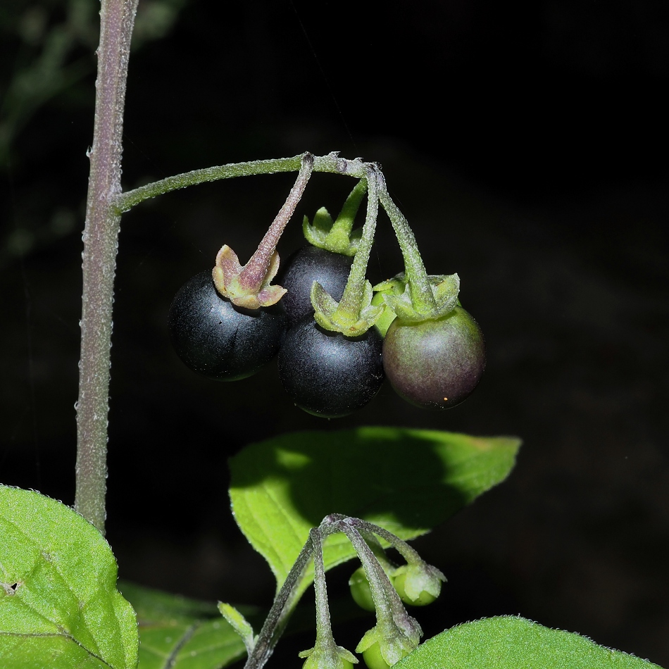 Image of Solanum nigrum specimen.
