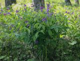 Lathyrus vernus. Цветущее растение. Кунгурский р-н, окр. с. Плехановское, окр. оз. Осиновое, берёзовая роща. 25.05.2025.