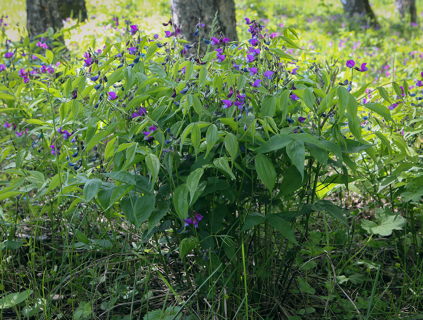 Image of Lathyrus vernus specimen.
