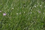 Stellaria graminea
