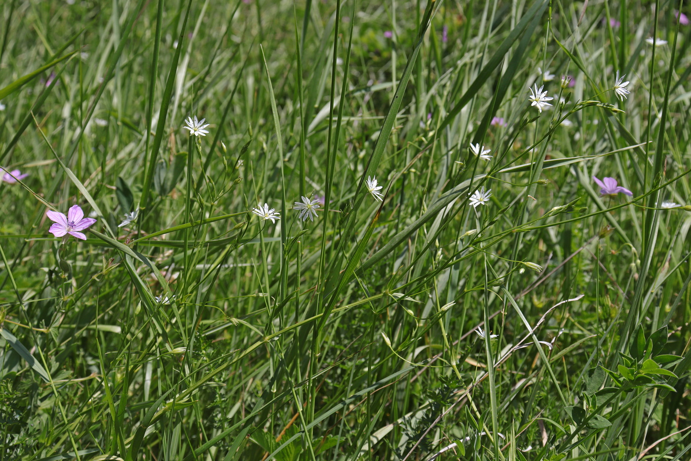 Image of Stellaria graminea specimen.